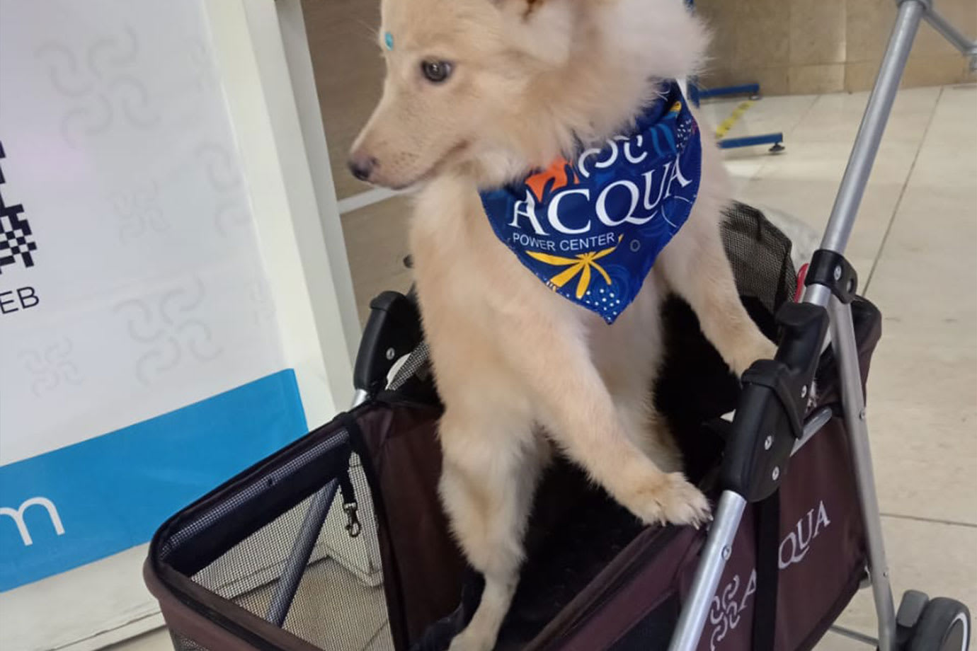 ACQUA_COCHES-MASCOTAS1